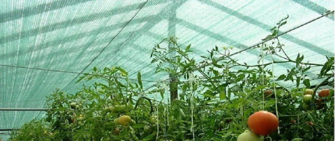 Siatka Cieniująca 90% 1,2m 25m Maskująca Osłona Zielona Siatka Cieniująca 90% 1,2m 25m Maskująca Osłona Zielona